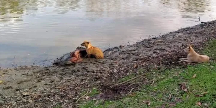 Zwerfhonden Beschermen Bejaarde Blinde Vrouw Die Bij De Rivier Ligt 1b