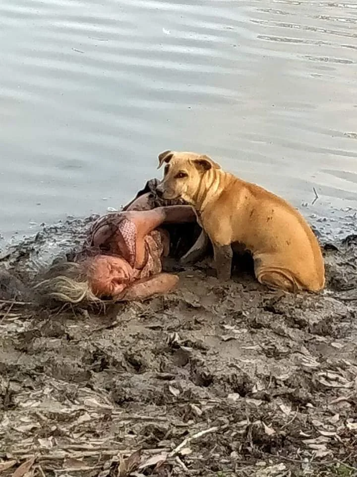 Zwerfhonden Beschermen Bejaarde Blinde Vrouw Die Bij De Rivier Ligt 2