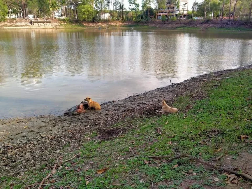 Zwerfhonden Beschermen Bejaarde Blinde Vrouw Die Bij De Rivier Ligt 3