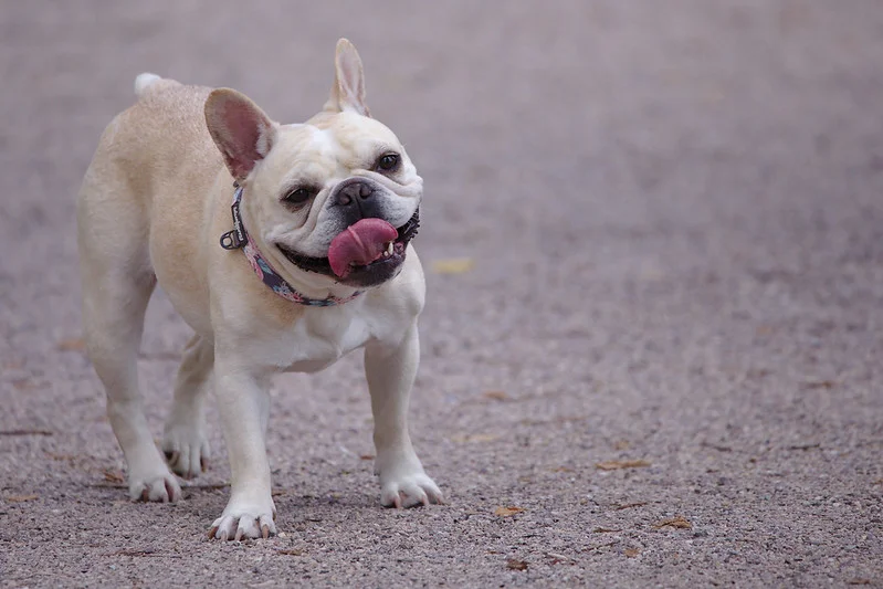 franse-bulldog