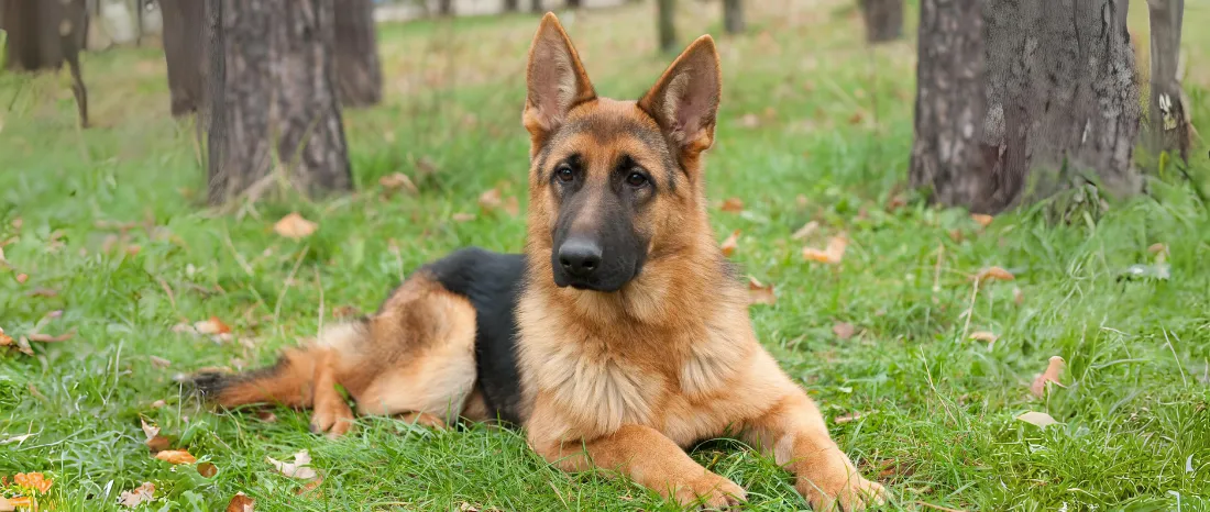 german-shepherd