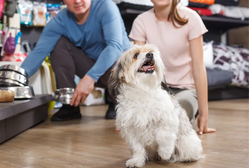 pet-store-dog